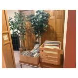 Ficus trees, Records, CDs