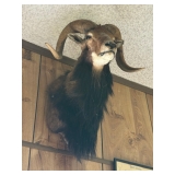 Big horn sheep