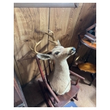 White tail deer