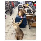 A taxidermy mule deer and whitetail deer head. 