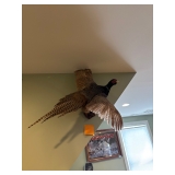 A taxidermy pheasant. 