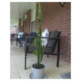 CACTUS PLANT WITH CONTAINER