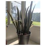 SNAKE PLANT WITH CONTAINER