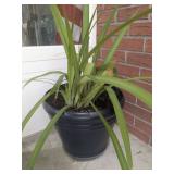 IRIS PLANT IN NAVY CONTAINER