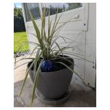 SPIDER PLANT IN CONTAINER WITH DRIP