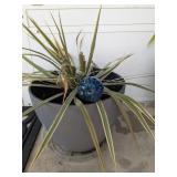 SPIDER PLANT IN CONTAINER WITH DRIP