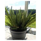 FERN PLANT IN BARREL CONTAINER