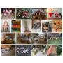 Christmas Lovers Dream Estate Sale! Vintage German Santa's, Ornaments, Plates, Feather Trees, More
