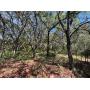 6+/- Acre Parcel, Ft. McCoy, FL