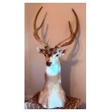 This Fri & Sat! ~Incredible Plano Estate Sale! Collectibles, Fine Furniture, MCM, Taxidermy, Antique Decoys, Lures, Fishing, Memorabilia, Vintage Fashion & Much More!