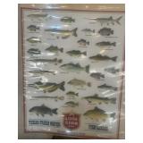 Lone Star Freshwater Fish Poster