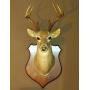 Calvert TX Liquidation Auction by CTBids
