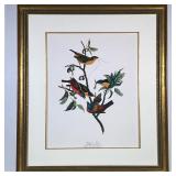 PAINTED FINCH LITHOGRAPH | Painted Finch Color lithograph print 16 x 13 in. Sight Labeled on bottom 