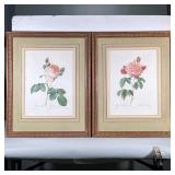 (2pc) PAIR ROSE PRINTS | Pair of botanical rose prints, labeled on bottom; 16 x 12 in. Sight Dimensi