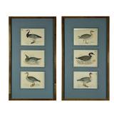 (2pc) DUCK PRINTS