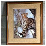 Signed Photograph of a Leopard | A photographic print on glossy paper, nicely matted and framed; sig