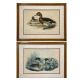 (2pc) Waterfowl Prints | Each uniformly matted and framed - h. 20 x w. 26 in (ea. frame) Contact All