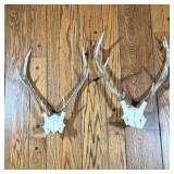 PAIR DEER ANTLER SKULL MOUNTS (EUROPEAN MOUNT)