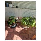 House Plants