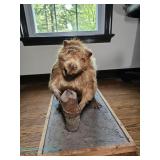 Mounted taxidermy beaver on a rectangular wood and sand base holding a cut log; measures 37" 1"/2" x