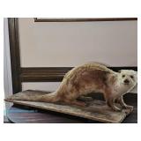 Taxidermy mount of an otter posed on a weathered wooden plank base; measures 31" x 11" x 11" 