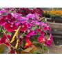 Spring Plant Sale