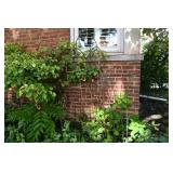 684-Back Yard