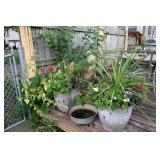 387-Back Yard