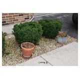 920-Front Yard