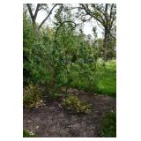 1097-Back Yard