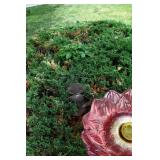1130-Back Yard