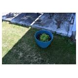 528-Back Yard