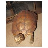 Taxidermy Turtle