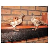 Taxidermy Quail,Partridge