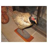 taxidermy pheasants
