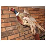 taxidermy pheasants