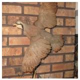taxidermy partridge