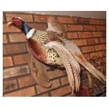 taxidermy pheasants