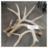Lot of deer antlers