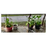 Plants