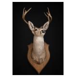 Mounted Deer Head Taxidermy