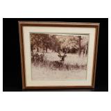 Framed Stag Wildlife Image