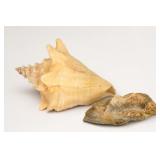 Two Natural Shell Specimens