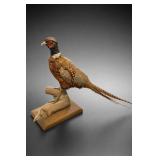 Ring-Necked Pheasant-Form Taxidermy Mount