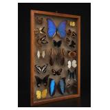 Framed Butterfly Specimen Display