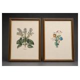 Framed Botanical Prints