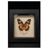 Cethosia Hypsea Hypsina Framed Butterfly