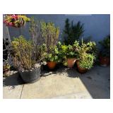 Potted Plants 