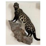 ETS001 - RARE African Civet Taxidermy Mount