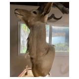 ETS021 - African Greater Kudu Pedestal Mount 